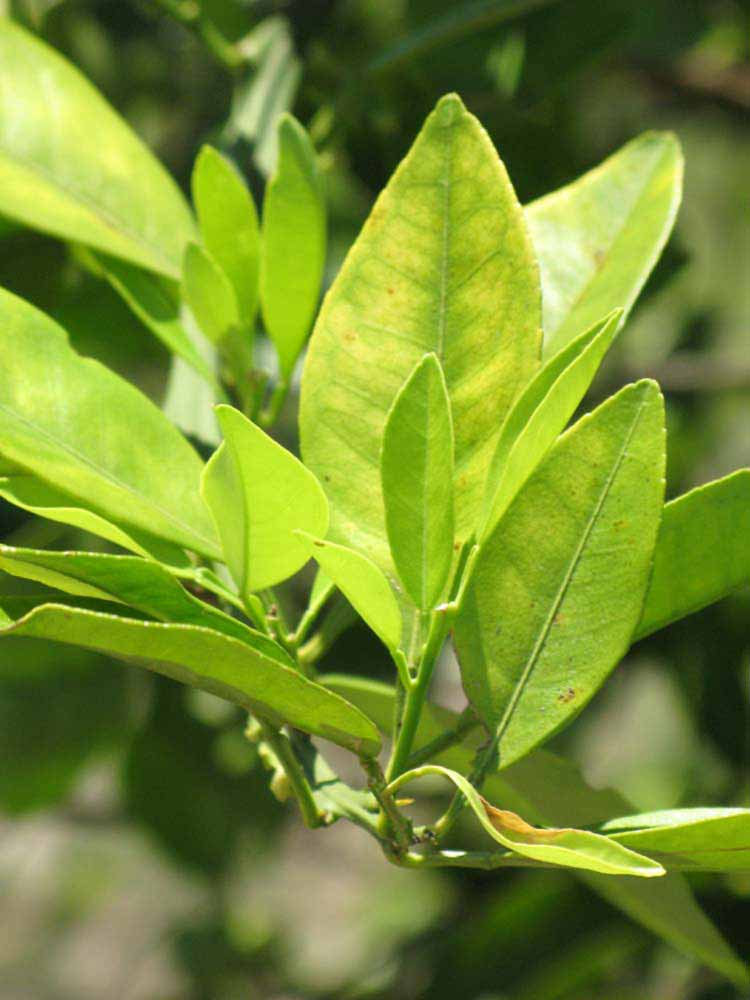              Sun leaves (Winter Haven, FL)       